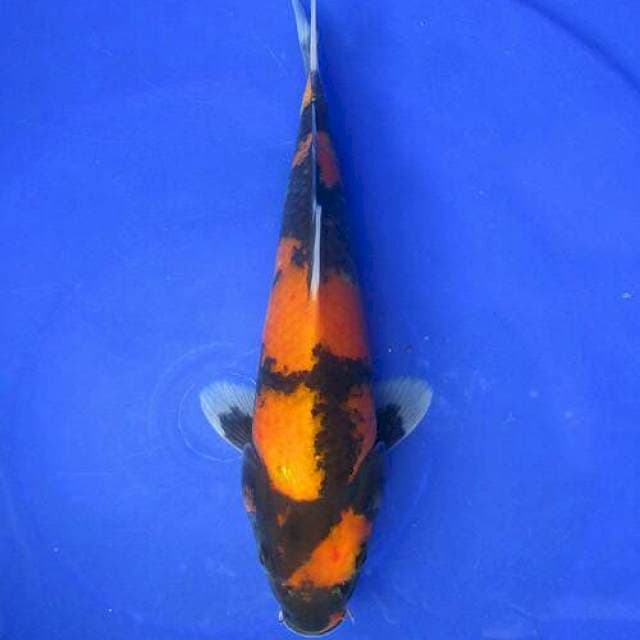 Ki showa sansoku ±25cm