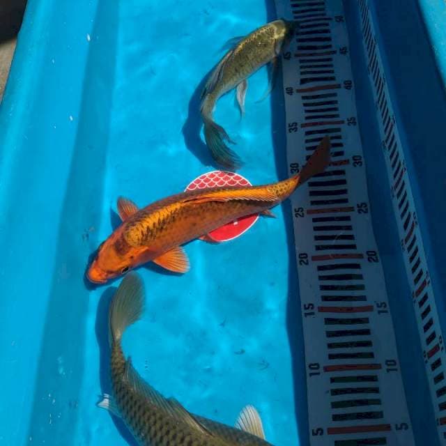 Mix koi