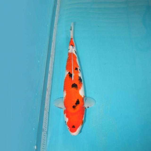 Sanke 33 cm