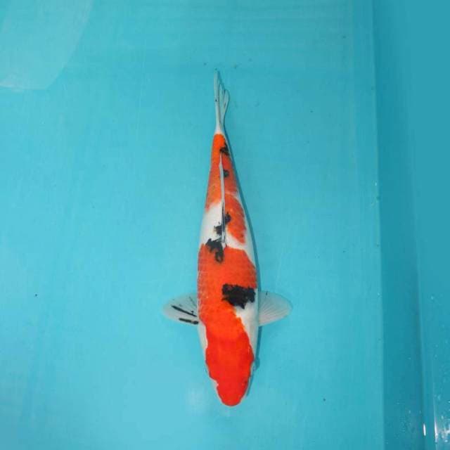 Sanke 33 cm