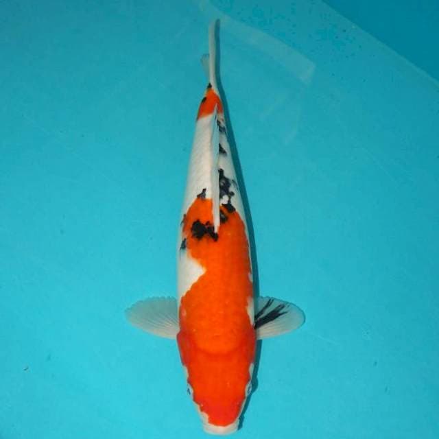Kohaku 33 cm