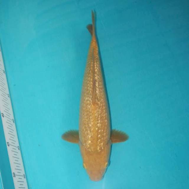 Midorigoi Ginrin 31 cm