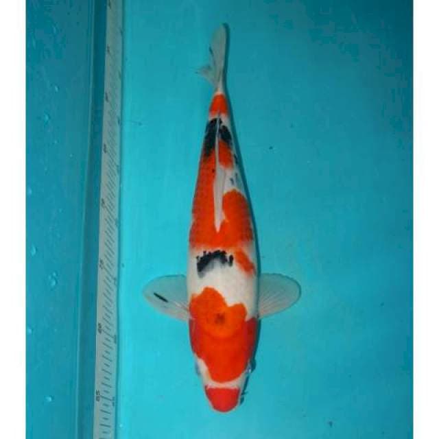 Sanke Kuchibeni 33 cm