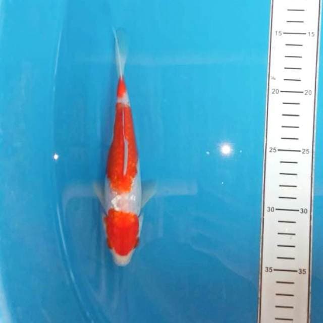 Kohaku gindrin