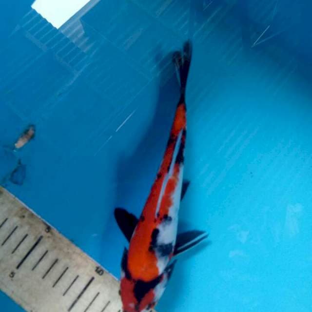 Showa 20cm