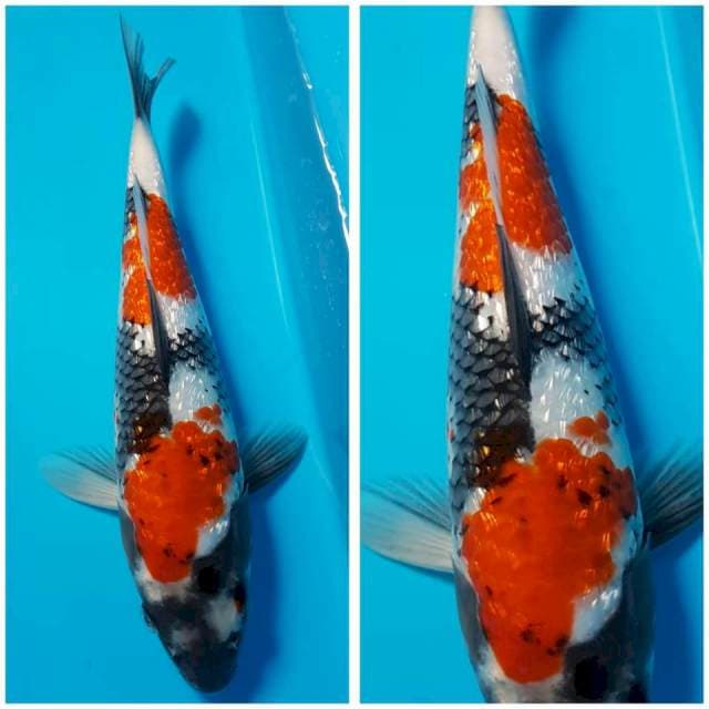 SHOWA GINRIN 28cm MALE