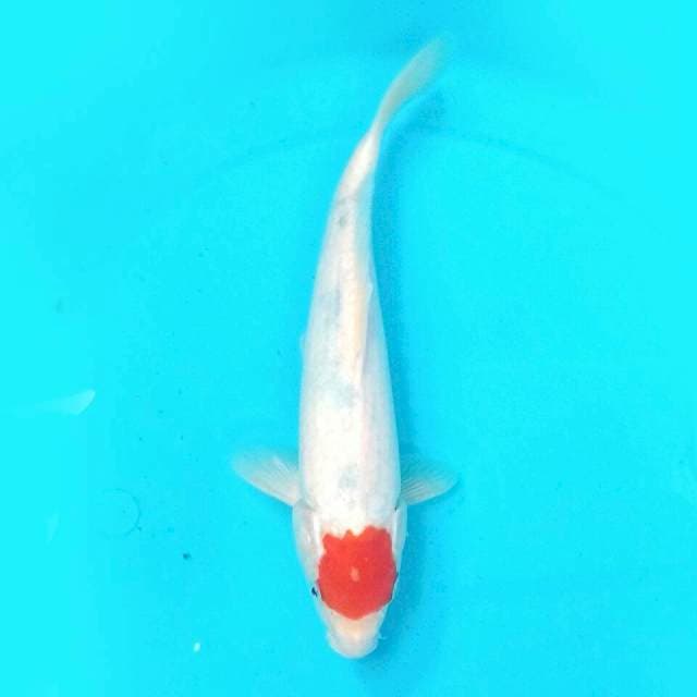 Tanco Sanke 28cm