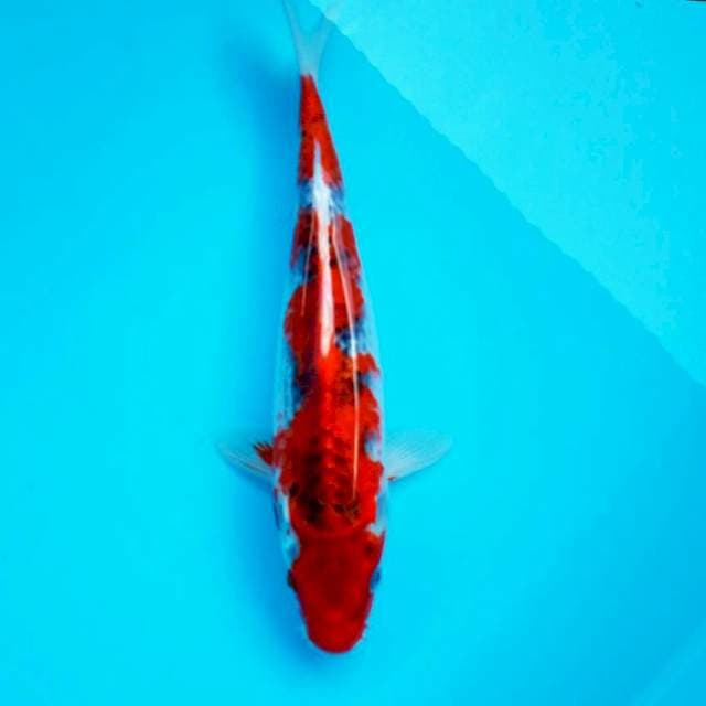 Ghosiki ciamik* 29cm