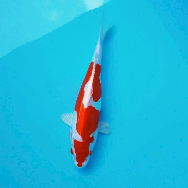 Kikusuu*26cm