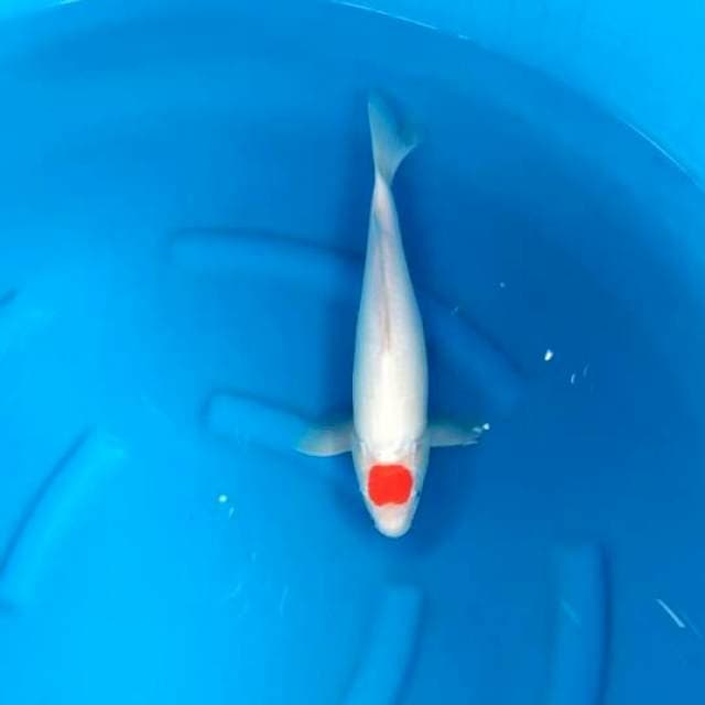 Tancho kohaku male