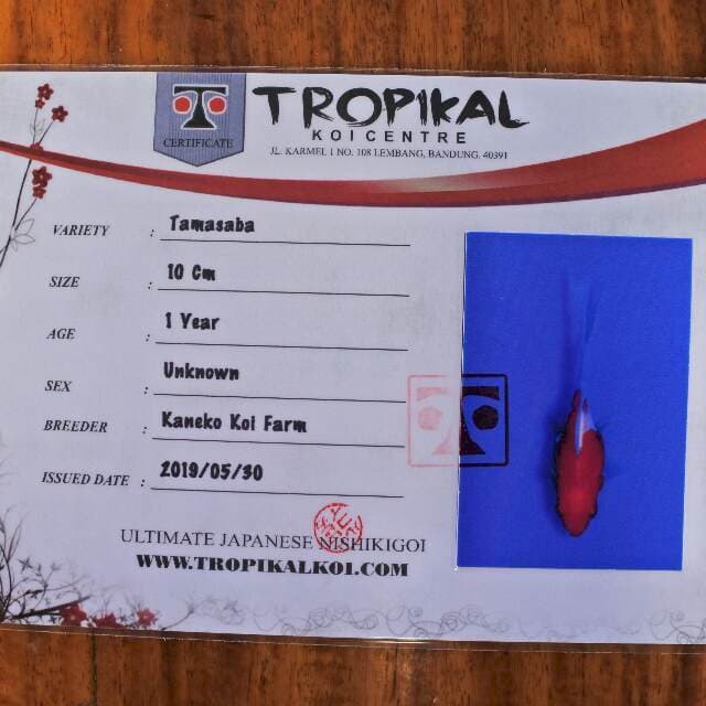 Tamasaba (Kaneko) 10cm. Impor dan sertifikat