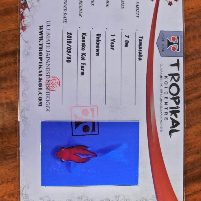 Tamasaba (Kaneko) 7cm. Impor dan sertifikat