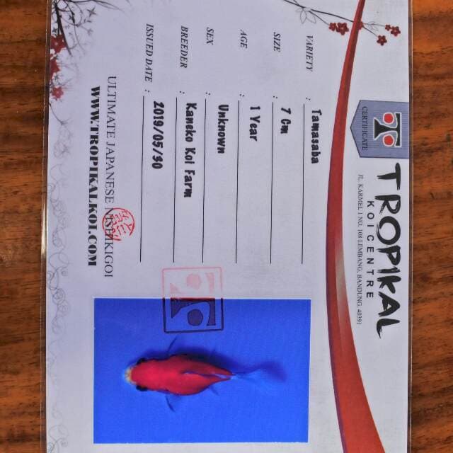 Tamasaba (Kaneko) 7cm. Impor dan bersertifikat