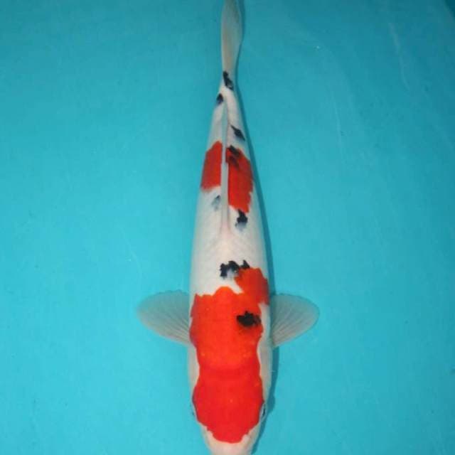 SANKE GOOD SKIN N QUALITY 30CM