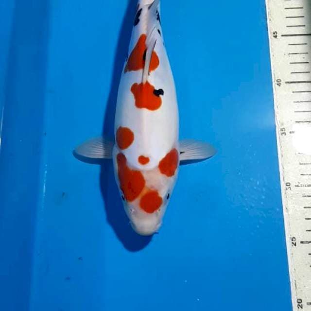 SANKE DOITSU BODY TORPEDO 30 CM