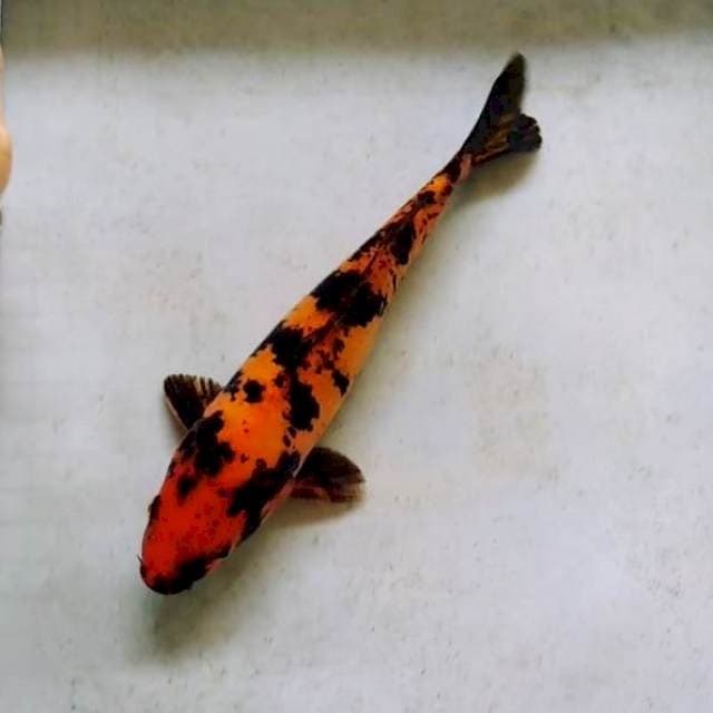 HI UTSURI DOITSU TEMBUS 28CM