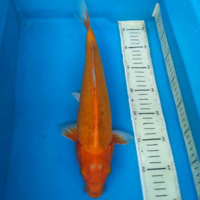 DOITSU 35cm