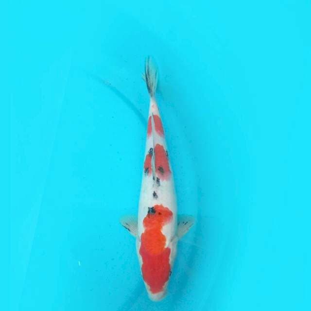 Sanke Teplu 27cm