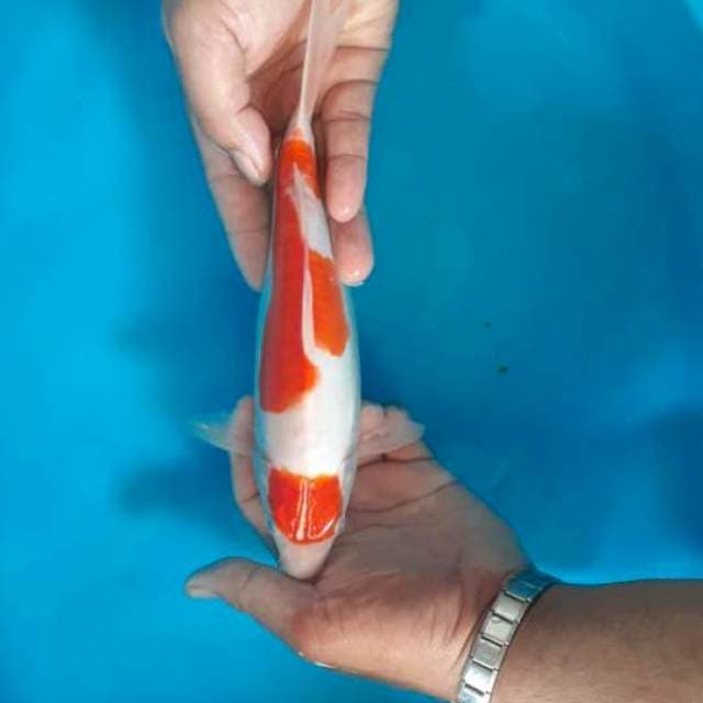 Kohaku cantik