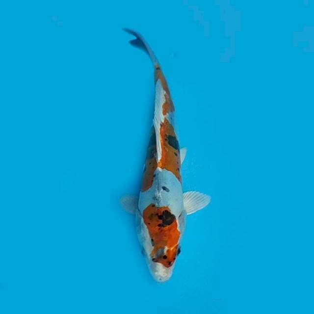 Kiko 25cm