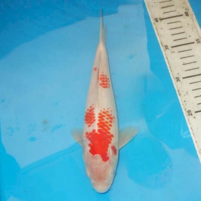 KANOKO