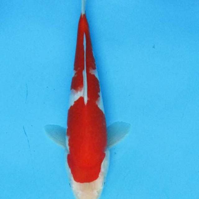 Kohaku strong