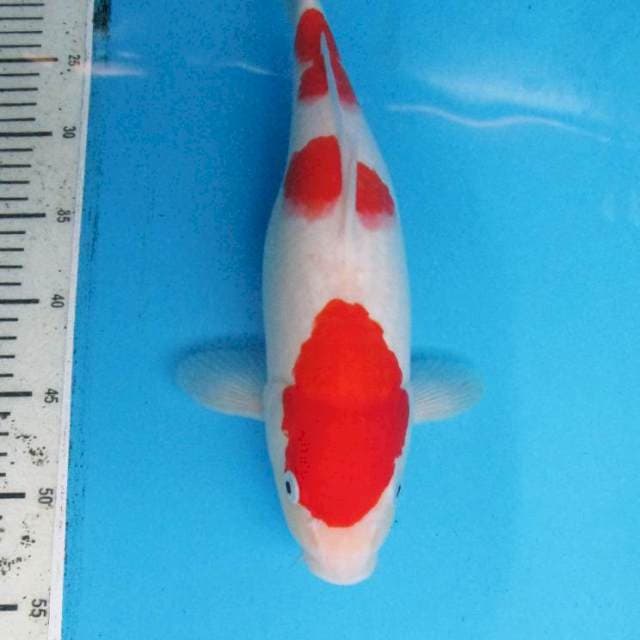 Original - Kohaku fimale