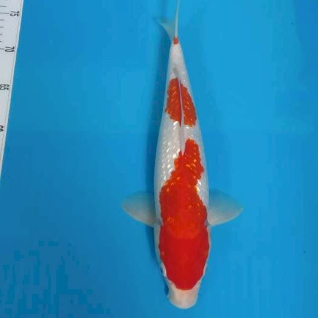 BKS ( KOHAKU GINRIN 33 CM )