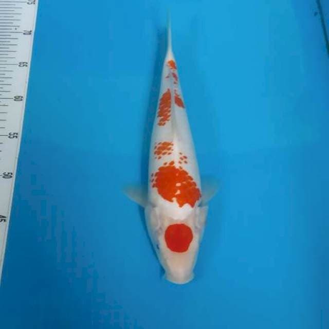 BKS ( KANOKO KOHAKU 32 CM )