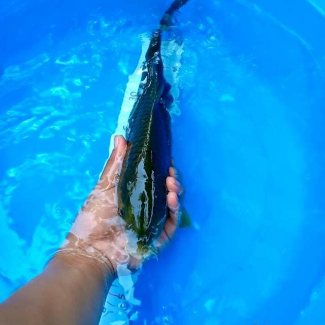 Penjinak 36cm