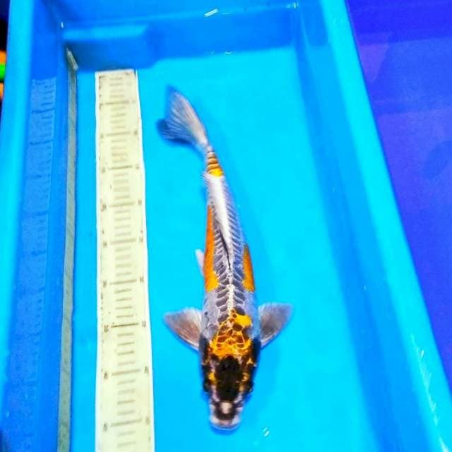 Male kikokuryu 40cm