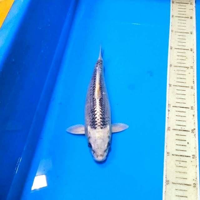 Matsuba 28cm