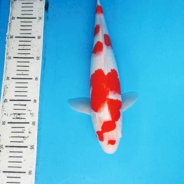 domino - Kohaku f1