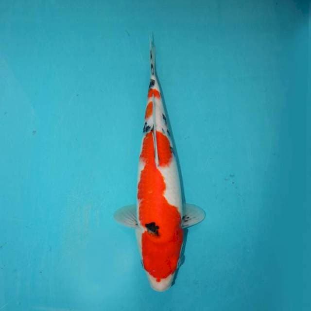 Sanke 33 cm