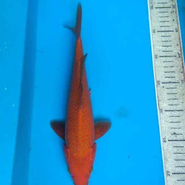 Cagoi tembaga 30cm
