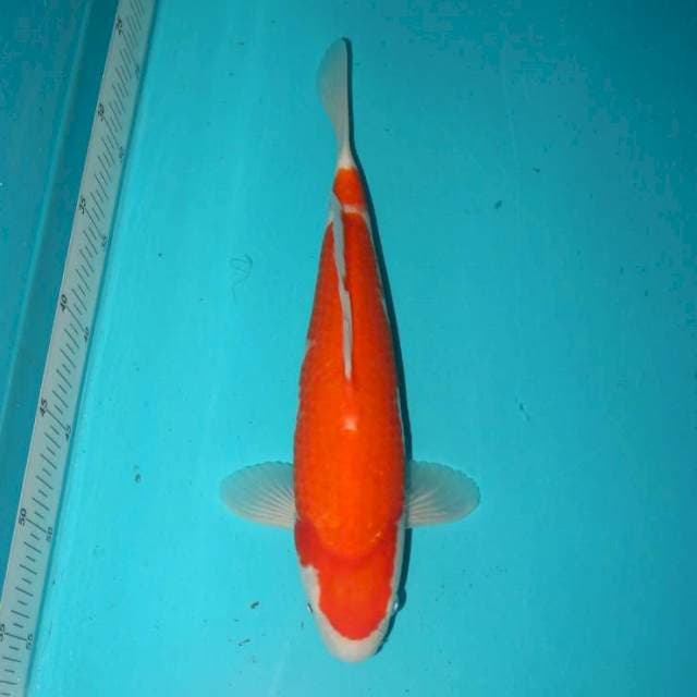 Kohaku 30 cm