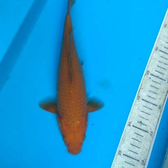 cagoi 28cm