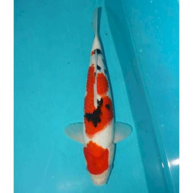 Sanke 32 cm