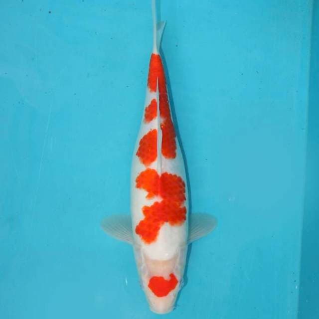 Kohaku 32 cm