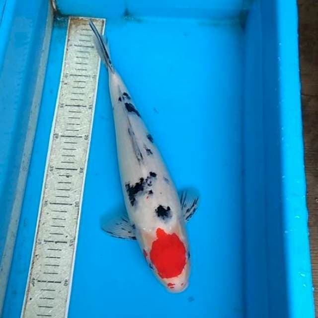 Tancho sanke 39cm