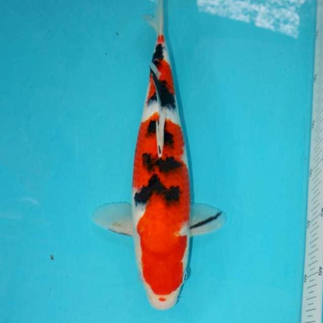 Sanke 30 cm