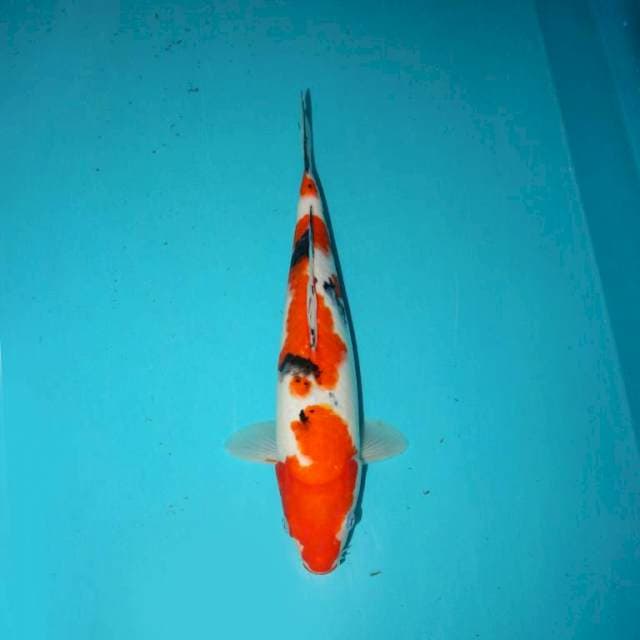 Sanke 32 cm