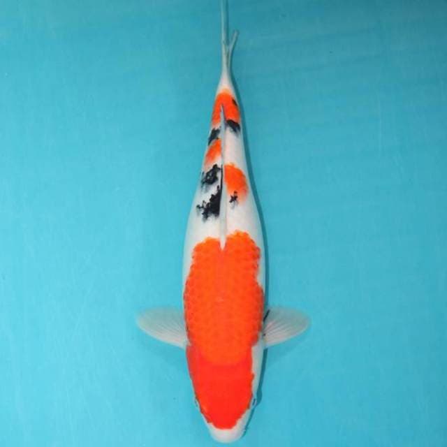 Sanke 32 cm