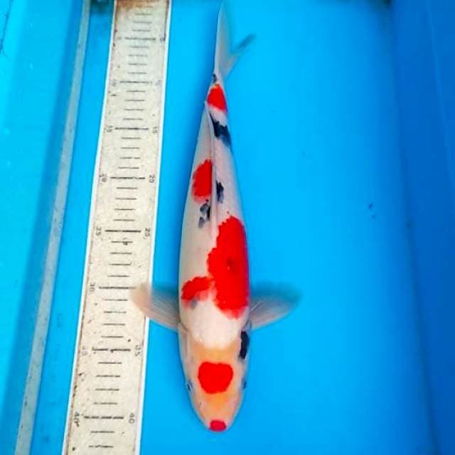 Sanke 38cm
