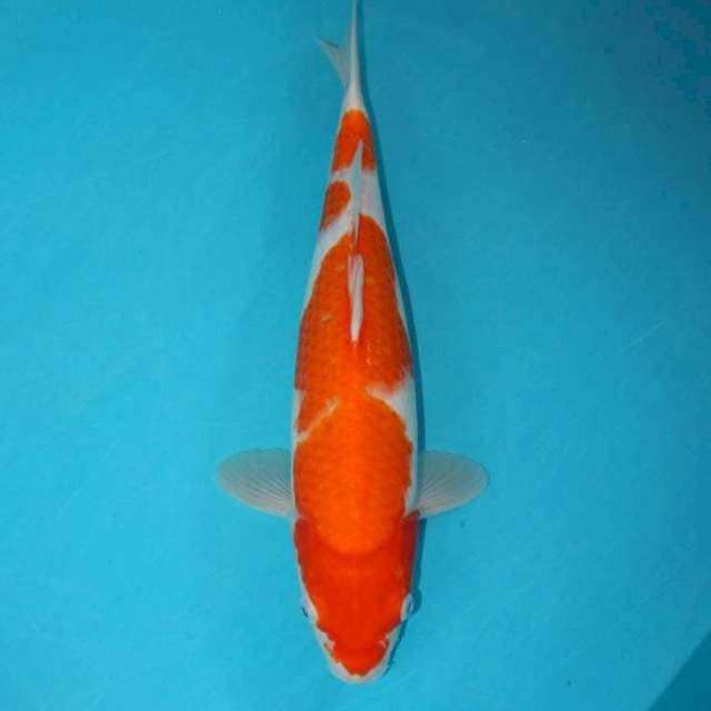 Kohaku 33 cm