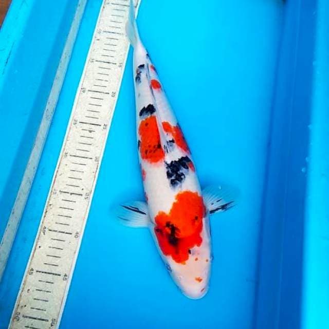 Sanke 41cm