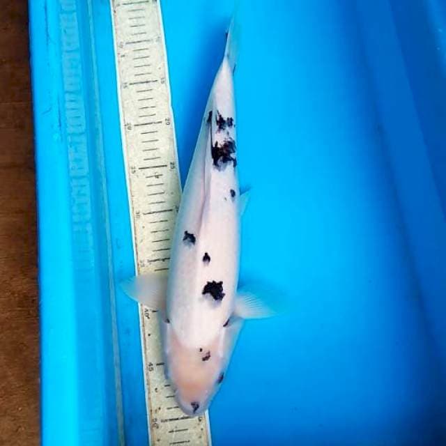Bekko 41cm putih