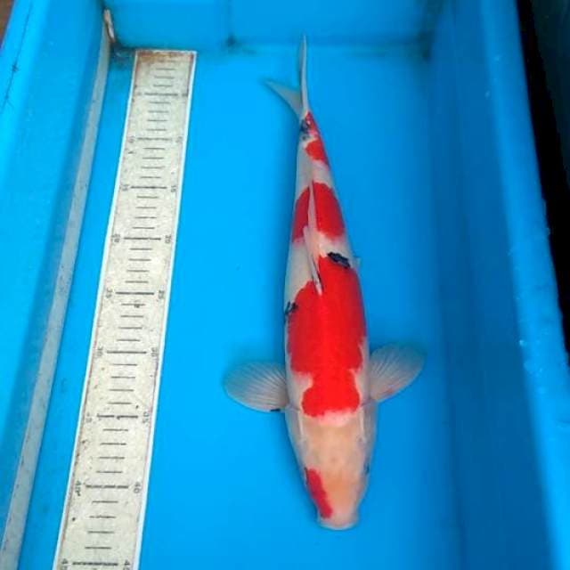 Sanke 41cm super merah