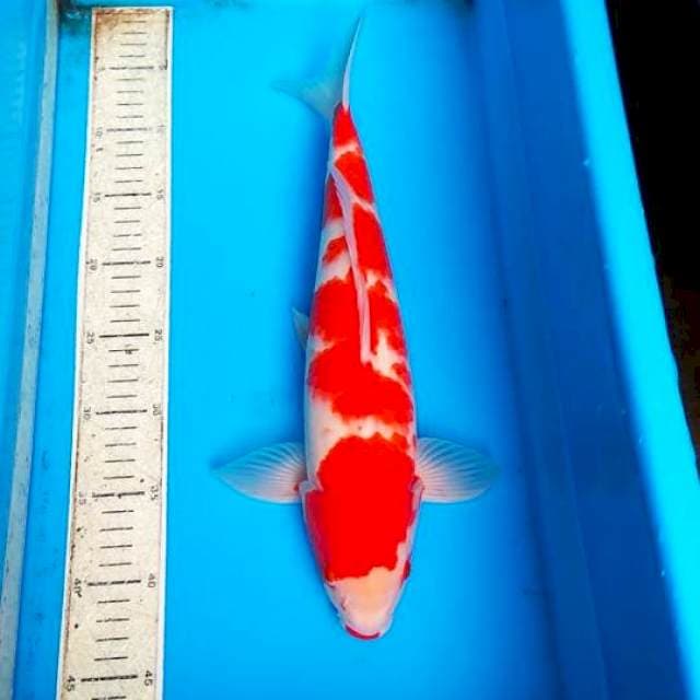 Kohaku 39cm