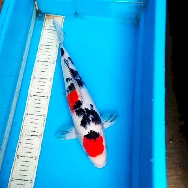 Sanke 38cm stong